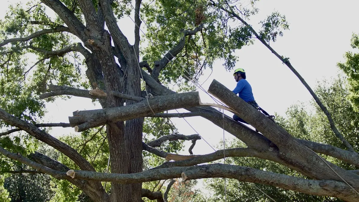 Professional Crown Thinning performed by certified arborists in Huron