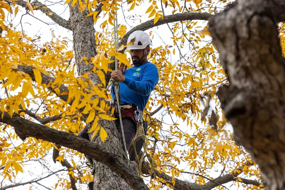 Skilled Tree Transplanting crew working in Huron